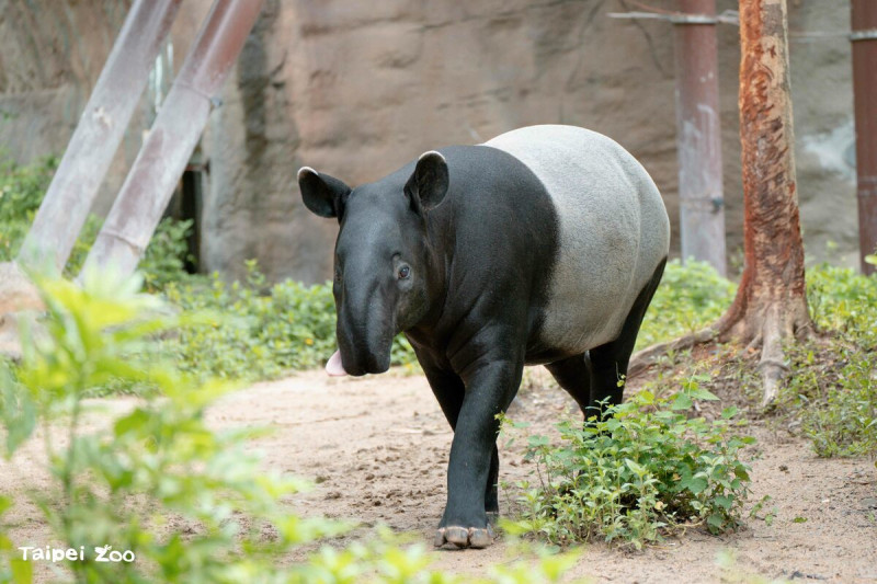 馬來貘貘莉預產期估計在6月中。   圖：台北市立動物園／提供