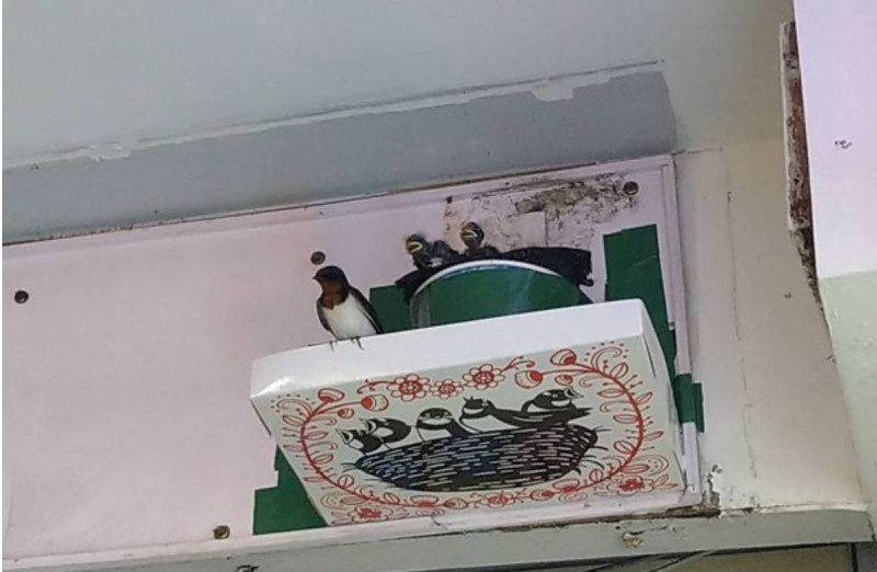 林業及自然保育署與台北鳥會WBST攜手合作，特別推出了一款防水可接燕糞的「燕你好好板」，目前徵求百名免費試用者。   圖：台北鳥會 / 提供
