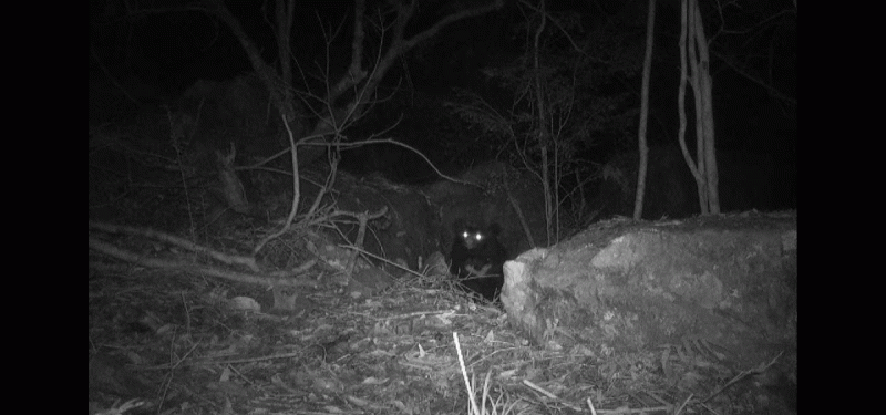 紅外線自動相機拍到黑熊從鏡頭前方探出頭來。   圖：林業及自然保育署台中分署／提供