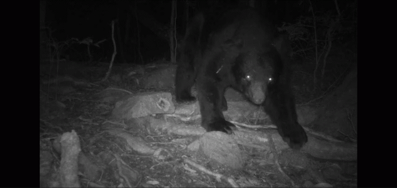 大雪山地區紅外線自動相機正巧捕捉黑熊看鏡頭畫面。   圖：林業及自然保育署台中分署／提供