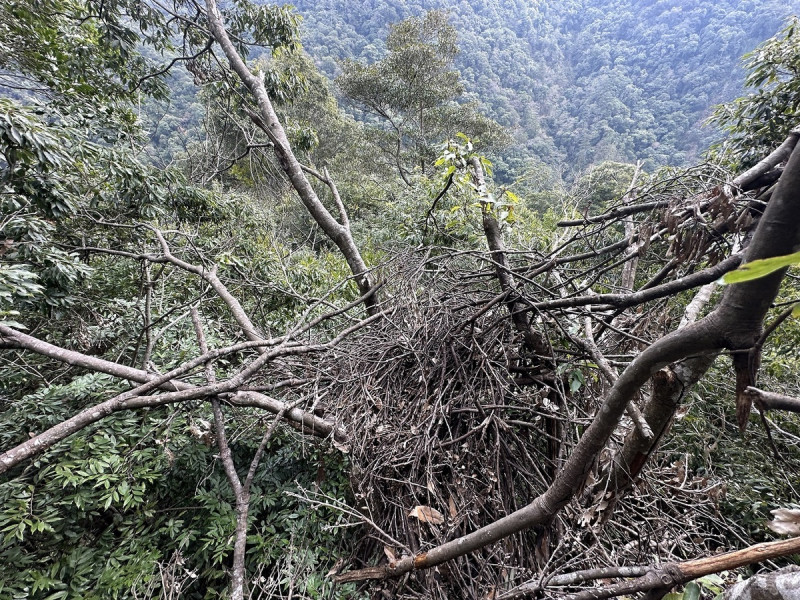 青剛櫟樹上直徑約80~110公分的熊窩。   圖：林業及自然保育署台中分署／提供