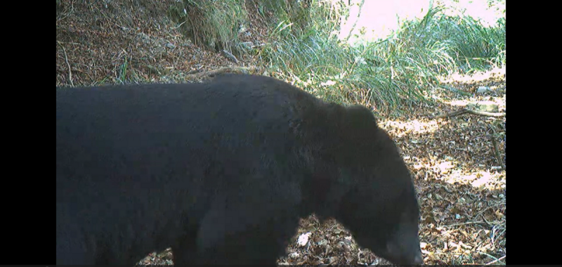 相機拍攝到大雪山地區黑熊身影。   圖：林業及自然保育署台中分署／提供