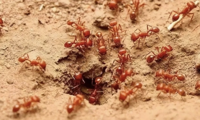 紅火蟻有驚人的戰鬥力，對入侵地的種群多樣性也會構成威脅，甚至還會破壞人工建築，管道等。   翻攝自 騰訊網