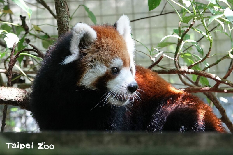 「美可」是動物園園內現存「長輩級」小貓熊數一數二知名的個體，在今年4月初再次追蹤檢查，發現淋巴腫瘤增大，也有擴散到其他臟器。   圖：翻攝自台北市立動物園官網