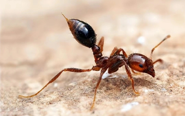 紅火蟻有兩個利器，一是其巨大的鰲鉗，二是位於腹部末端的螫針。   圖 : 翻攝自騰訊網