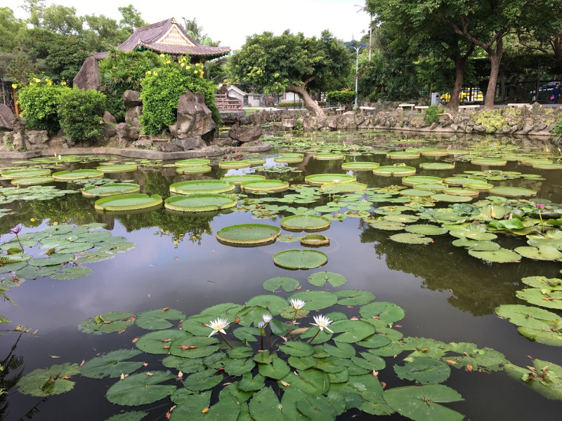 雙溪公園大王蓮及睡蓮布滿池中。   圖：台北市公園處提供
