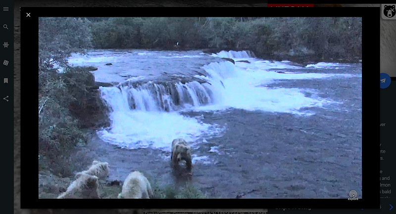 位於美國阿拉斯加的卡特邁公園，有著優美的風景與自然環境，讓人不免想要進去玩賞一番；儘管仍與親身體驗有所差距，但現在Google Earth推出的這項「Voyager」直播功能，或許能帶大家進入卡特邁公園，並且觀賞園內棕熊的生活情況，解一解癮！   圖：翻攝自Google Earth