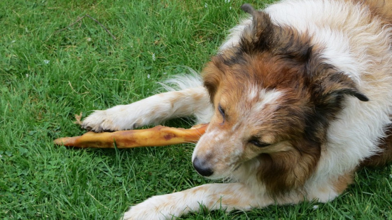 雖然狗狗是雜食性的動物，但牠們舌頭上感知甜味的味蕾特別發達！   圖：寵毛網petsmao資訊平台提供