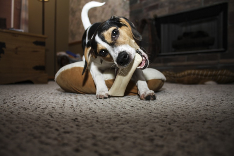 一隻有啃骨頭習慣的狗狗，牠的牙床肌不僅得到充分的鍛鍊，牙齒的汙垢更是被清潔溜溜。   圖：寵毛網petsmao資訊平台提供