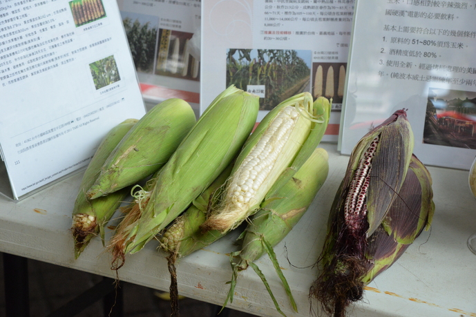 現場也有不同玉米品種展示。   圖：雲林縣政府提供