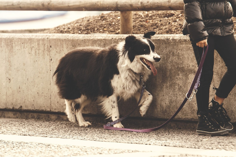 牽繩如果不拉短一點的話，狗狗可能會到處走來走去，這時可能會給經過的駕駛覺得「路邊的狗好像隨時會衝出來」的錯覺。   圖：寵毛網petsmao資訊平台提供