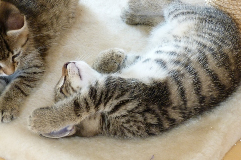貓咪的屁屁有肛門腺，會分泌臭臭的體液，讓貓咪用來留味道劃地盤、辨識彼此的身份。   圖：寵毛網petsmao資訊平台提供