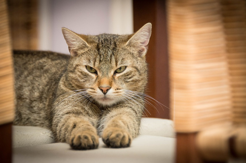 貓咪嘔吐有時候的確不是什麼大問題，但也有些嘔吐的狀況是不能掉以輕心的哦！   圖：寵毛網petsmao資訊平台提供