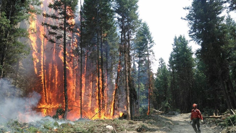 加拿大卑詩省森林大火延燒數百公里，燒毀的土地、破壞的生態難以估計。   圖：翻攝加拿大 Wildfire Service臉書