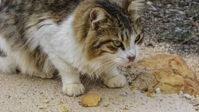 國外有獸醫指出，貓咪討吃不見得是因為真的肚子餓，而是「心因性攝食障礙」所致！   圖：寵毛網petsmao資訊平台提供