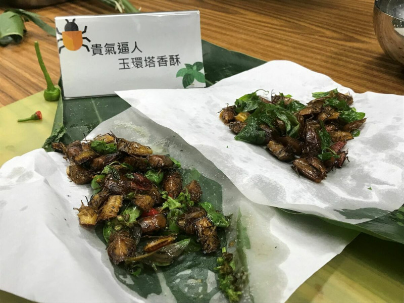 荔枝椿象非法定食用昆蟲，活動炸荔枝椿象存有疑慮。   圖：翻攝自林業署嘉義分署官網