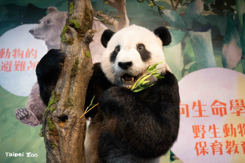 今(17)日為一年一度的「國際瀕危物種日」，台北市立動物園並選在今日進行教育中心地下一樓的「瀕危動物故事館」動工典禮。   圖：台北市立動物園／提供