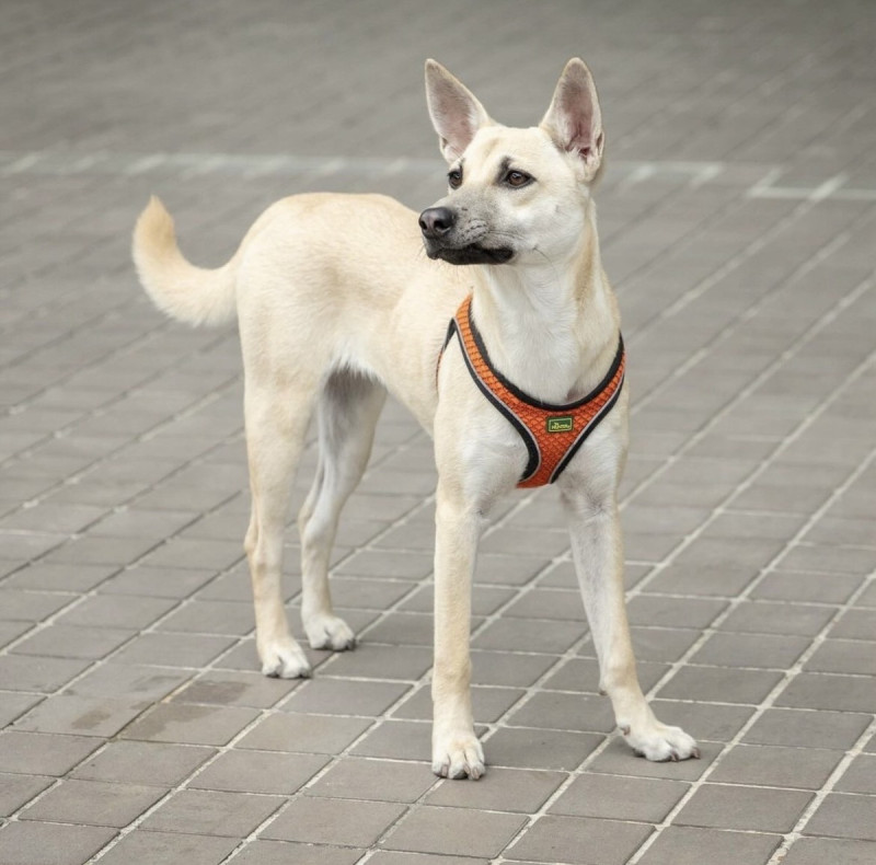 蔡英文半年前在台南領養的狗狗蔡旺來，由於需要較大的活動空間，據傳未來可能會待在蔡英文位於陽明山上的家。   圖：取自蔡英文IG