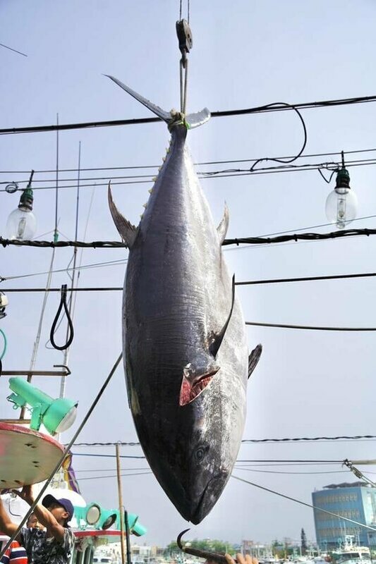黑鮪魚今年捕撈量大增，漁業署今表示，台灣太平洋黑鮪漁獲已達國家配額90%，因此公告自12日0時0分起停止捕撈。   圖：屏東縣政府／提供