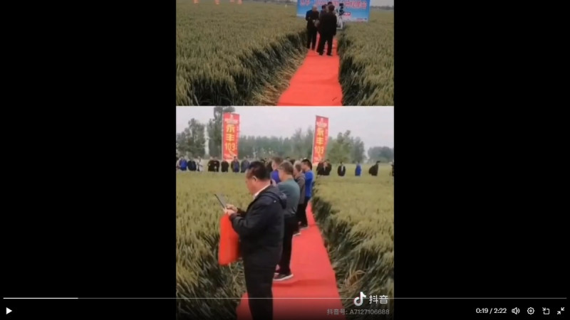 河南省的官員近期舉辦觀摩會，在視察小麥田的時候，在田內鋪設紅毯，引發不少網友議論。   圖：擷取自 @DXDWX999 X 分享影片