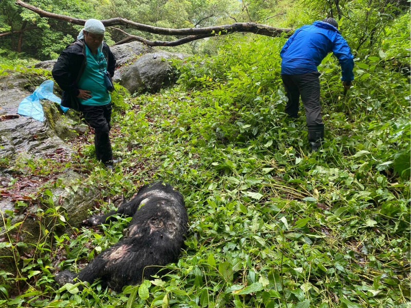 玉管處進一步指出，該黑熊左側胸腔背側檢驗出致死之子彈。   圖：翻攝自玉山國家公園臉書
