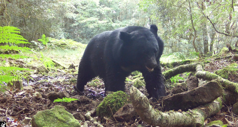 玉管處委託研究案自動相機於南橫地區拍攝到的黑熊日前畫面。   圖：翻攝自玉山國家公園臉書