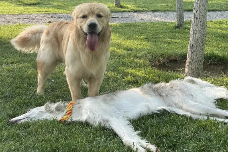 ▲一名飼主日前帶著自家金毛狗及蘇俄牧羊犬到公園玩，但蘇俄牧羊犬累壞躺草地的畫面，卻讓許多網友誤會那是一張皮草。（圖／翻攝自小紅書）   