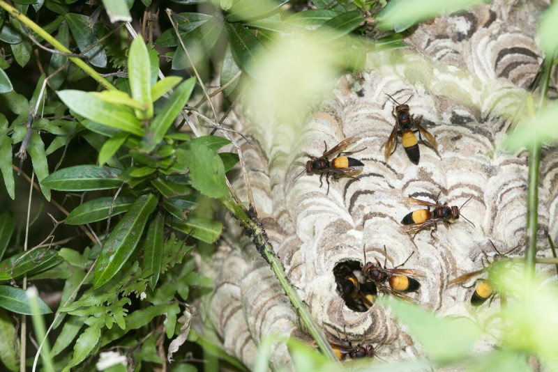 秋天是虎頭蜂繁殖季節，但夏天上山也要小心虎頭蜂！   圖：農業部／提供