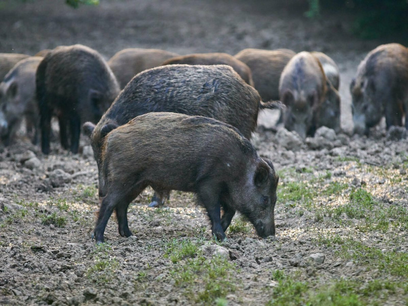 近日發表在《生物入侵》雜誌上的一項研究顯示，加拿大的「超級豬」可能很快將入侵美國，並對經濟造成數百萬美元的損失。   圖 : 翻攝自X帳號@felixcrypx
