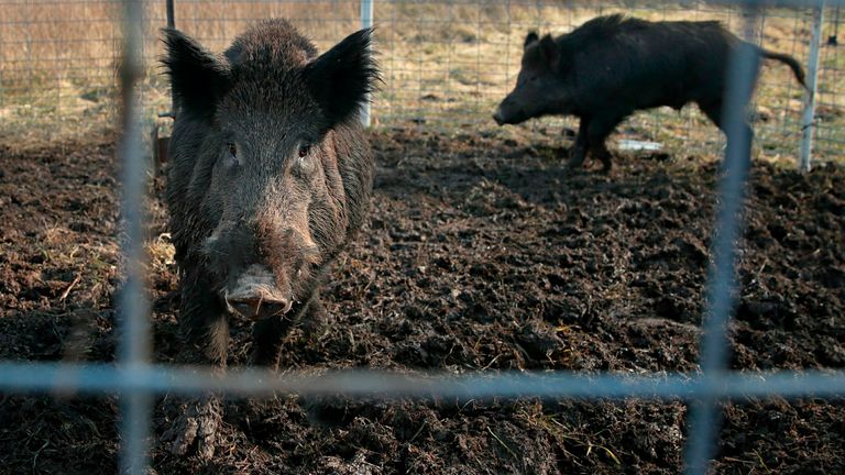 這種超級豬是家豬和歐亞野豬的雜交品種，最早在20世紀80年代作為新的外來豬肉產品引進加拿大。   圖 : 翻攝自X帳號@BalancedNewsAus