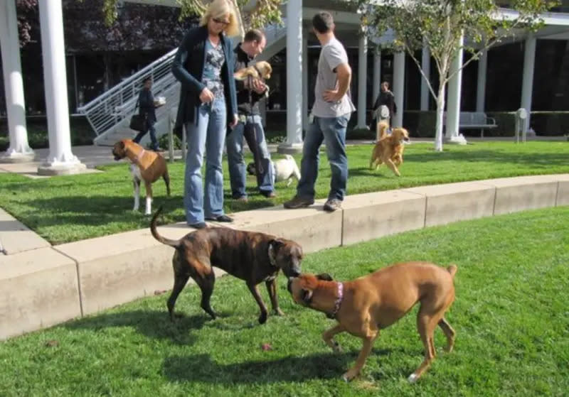 位於美國矽谷的輝達公司總部，允許員工帶著狗狗一起上班。   圖：翻攝自輝達臉書