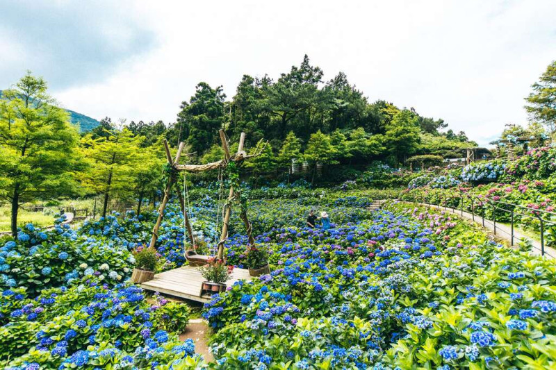 名陽匍休閒農莊有美麗的繡球花海圍繞著木製鞦韆。   圖：翻攝自台北市政府工務局公園路燈工程管理處官網