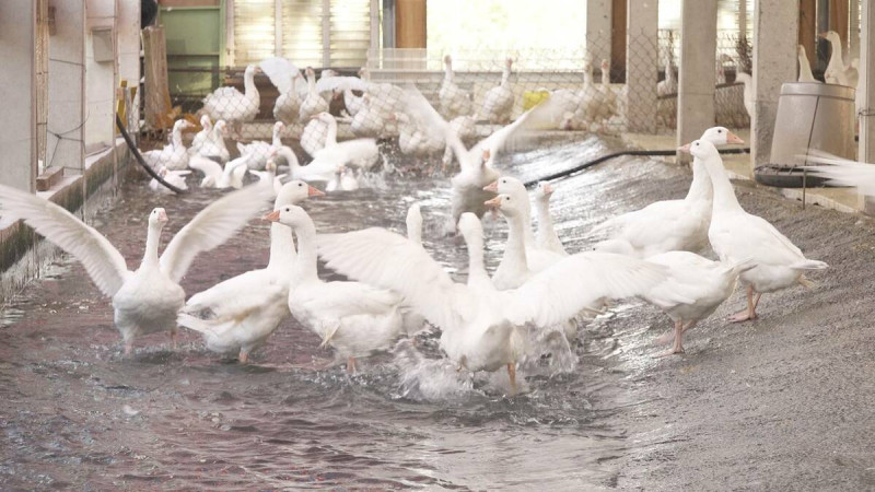 林縣四湖鄉向天歌創新農業公司創辦人為在地養鵝產業導入智慧農業技術。   圖：農業部農村水保署／提供