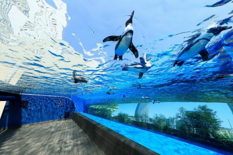 「天空綠洲」在室外區，寬敞透明的水槽，讓悠游的企鵝宛如翱翔在天際。   圖：陽光水族館／提供