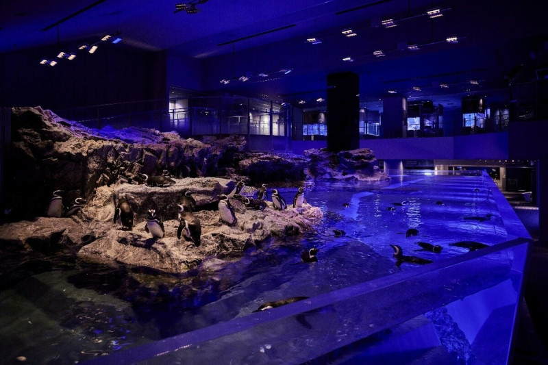 日本最大的室內開放式水槽，遊客可以從各種視角觀賞可愛的企鵝。   圖：©SUMIDA AQUARIUM／提供