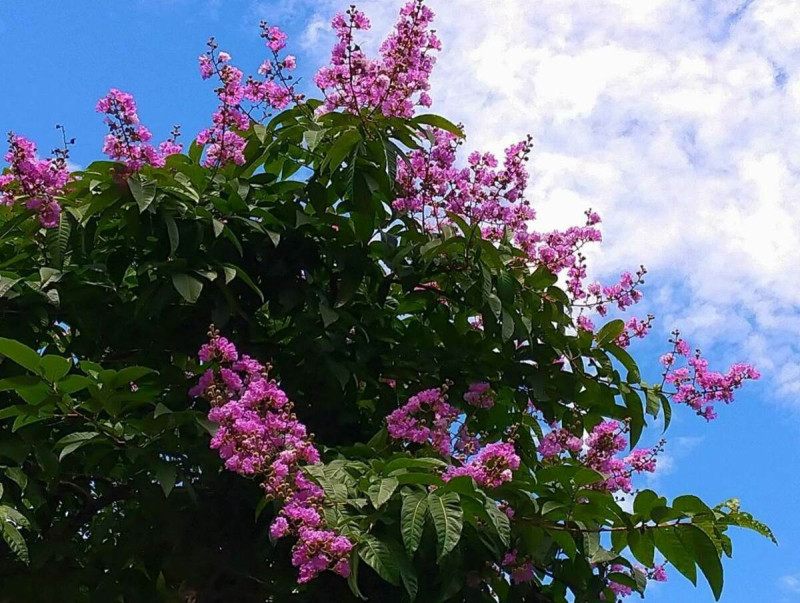 北市內湖區行道樹的樹梢上迸發紫紅色的花序，碩大的花型十分吸睛   圖：翻攝自台北市政府工務局公園路燈工程管理處