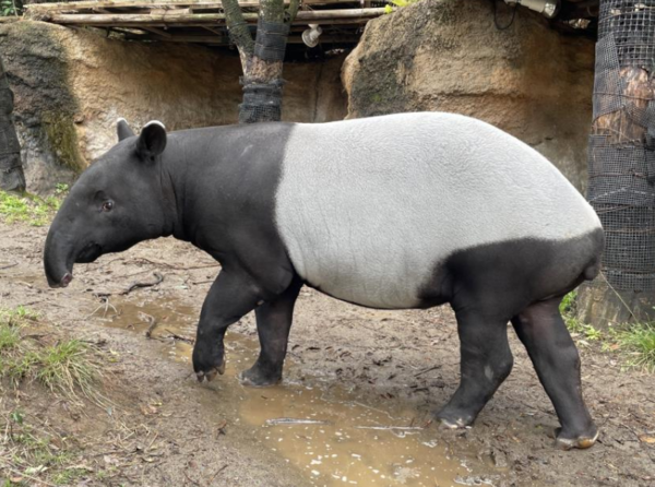 馬來貘英雄不幸死亡。   圖：翻攝橫濱動物園官網