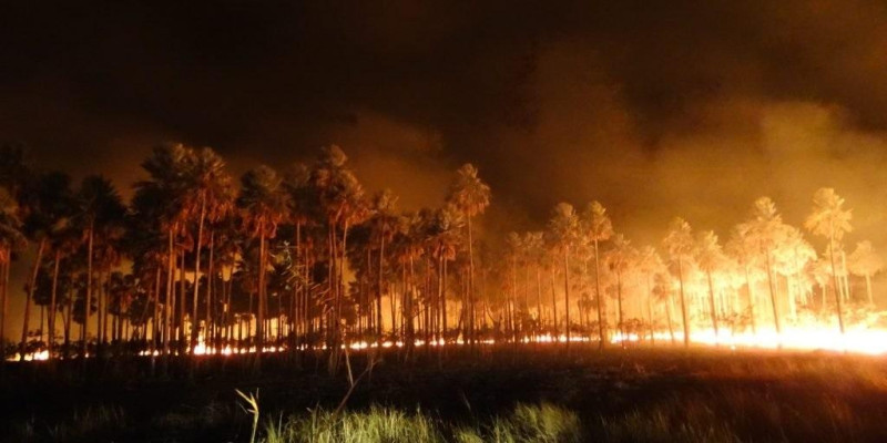 巴西大沼澤（Pantanal）今年再次因乾旱遭受森林火災的威脅，根據巴西國家太空署（INPE）的數據，從1月到6月，大沼澤發生的火災比去年同期增加974%。   圖：翻攝「X」@LucasRanngel