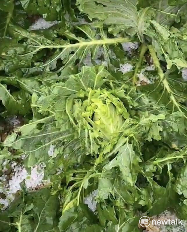 南投華崗山區今午下起猛烈的冰雹雨，冰雹如珍珠般大小，把再一個月就可以採收的高麗菜打得碎糊糊，農民先前付出的金錢、心力與勞力通通去了了，只能耕鋤重種，農民損失相當慘重。   圖：讀者提供