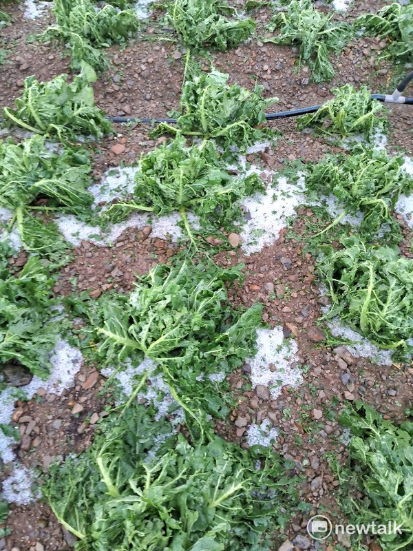 高麗菜被冰雹打得稀巴爛，只能重種。   圖：讀者提供