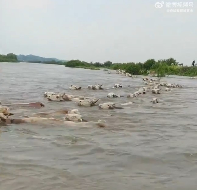 中國洞庭湖5日潰堤，牛群在洪水中掙扎求生。   圖：翻攝微博