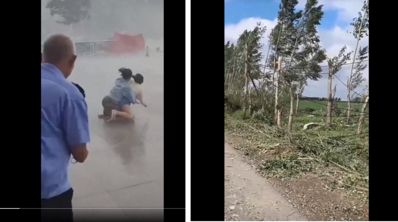 山東省與黑龍江省遭受颱風侵襲，強風將民眾吹到難以移動，許多樹木與電線杆都被強風吹倒。   圖：擷取自 @WEIGUANGZH X 分享影片