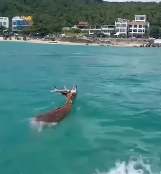 墾丁有水上活動業者昨日在海上遇到一隻公梅花鹿在海上游泳，難得景象掀起熱議。   圖：翻攝畫面