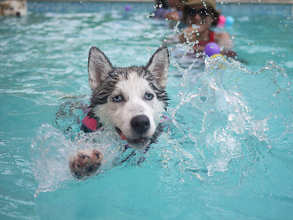 其實很多汪星人並不是天生就不怕水！還是需要以引導的方式，讓狗狗慢慢適應！    圖：寵毛網petsmao資訊平台提供