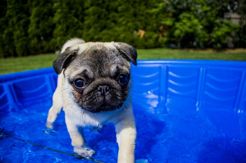 奴才可以帶汪前往狗狗專屬的游泳池，在衛生與安全上比較能夠兼顧。   圖：寵毛網petsmao資訊平台提供