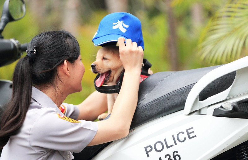 NPA署長室也表示，最近小警犬開始接觸毒品的搜查及血跡的追蹤訓練，希望他們未來都能一一順利通過訓練，成為警犬隊的生力軍。   圖：NPA署長室FB