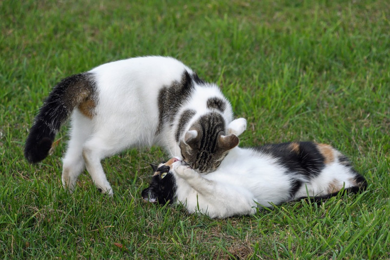 如果家中有兩隻以上的貓咪，牠們也會在玩樂的過程中，進行狩獵的訓練。   圖：寵毛網petsmao資訊平台提供