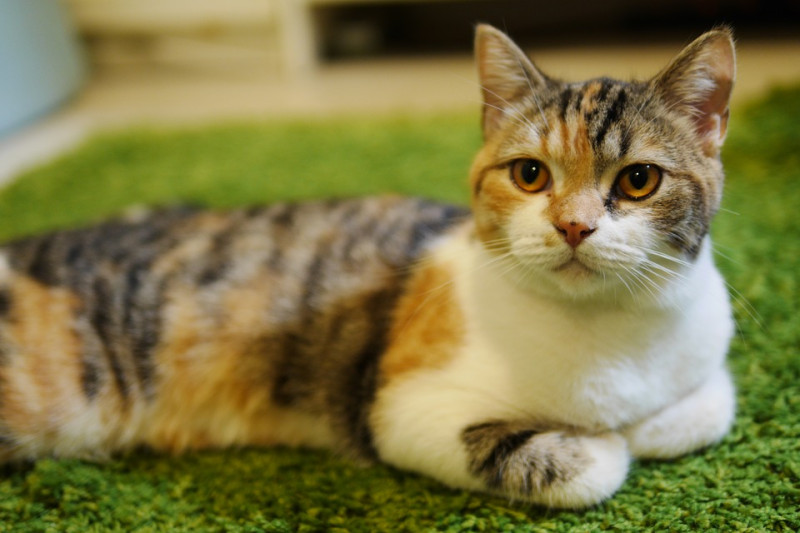 淋巴腫瘤算是貓咪中常見的重症疾病，而導致貓咪出現淋巴腫瘤的原因之一就是香菸！   圖：寵毛網petsmao資訊平台提供