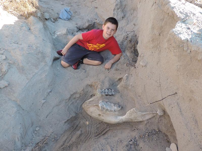美聯社及新墨西哥州立大學新聞中心20日報導，一名10歲男童史巴克斯（Jude Sparks）之前和家人到新墨西哥州拉斯克魯塞斯（Las Cruces）一座沙漠健行，他走著走著突然被東西絆到，原來是有120萬年歷史的劍乳齒象象牙化石。（圖取自新墨西哥州立大學新聞中心網站newscenter.nmsu.edu）   圖:中央社