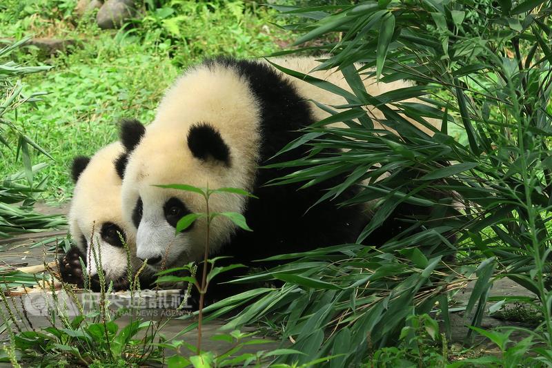 「中國大熊貓保護研究中心」位於四川雅安的碧峰峽基 地育有47隻圈養大貓熊，展出其中約20隻。圖為1歲貓 熊雙胞胎「喬伊」、「喬良」。   圖/中央社